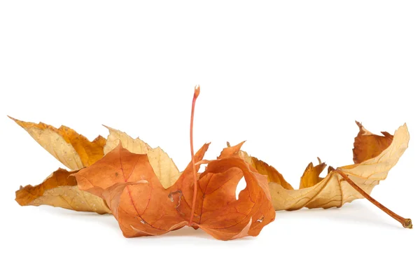 Dried autumn leaves isolated on white background — Stock Photo, Image