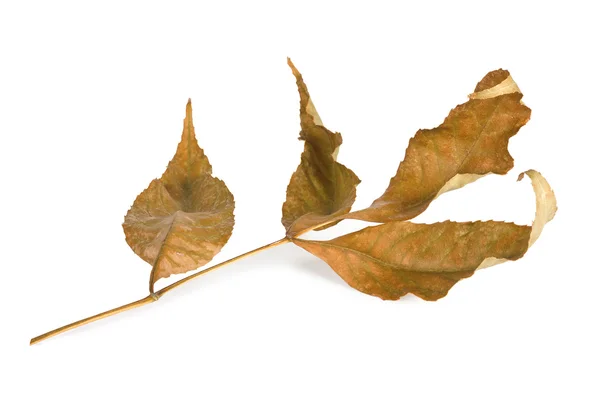 Sušené listí izolovaných na bílém pozadí — Stock fotografie