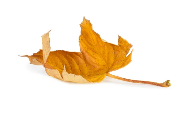 Gedroogde herfstbladeren geïsoleerd op witte achtergrond — Stockfoto