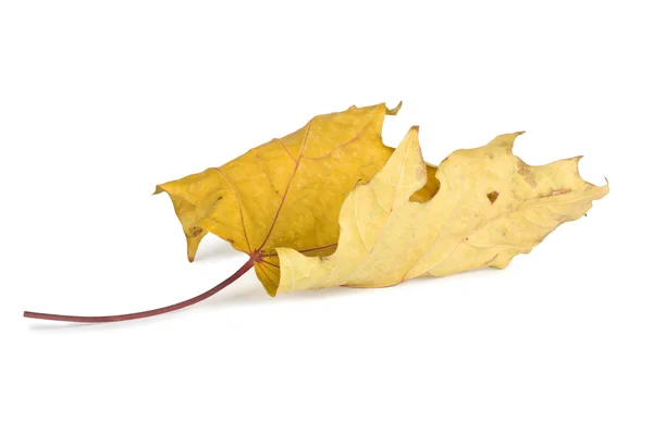 Gedroogde herfstbladeren geïsoleerd op witte achtergrond — Stockfoto