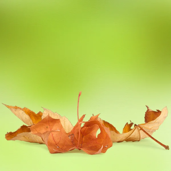 Dedaunan musim gugur cerah pada latar belakang abstrak dengan bokeh — Stok Foto