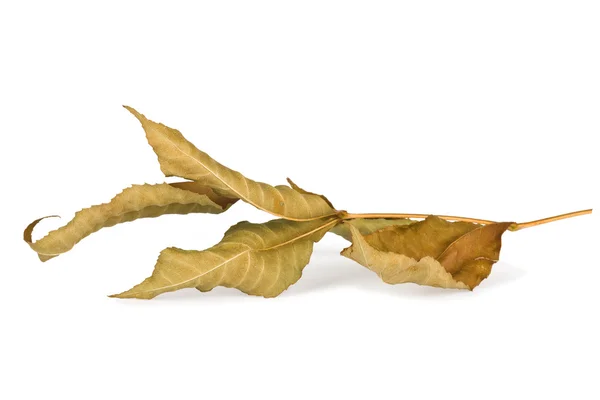 Suszonych liści jesienią na białym tle — Zdjęcie stockowe