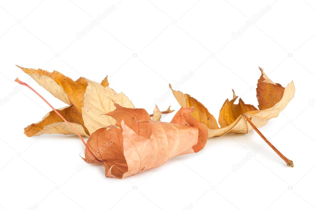 Dried autumn leaves isolated on white background