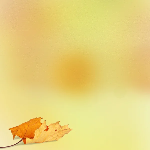 Světlé podzimní listí na pozadí abstraktní s bokeh — Stock fotografie