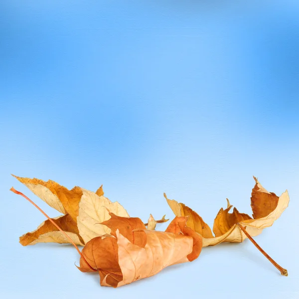 Feuilles d'automne lumineuses sur le fond abstrait avec bokeh — Photo