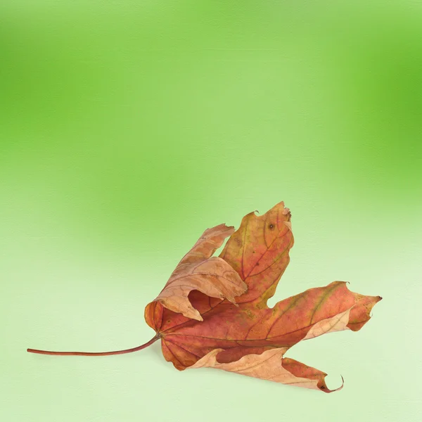 ボケ味を持つ抽象的な背景に明るい秋の葉します。 — ストック写真
