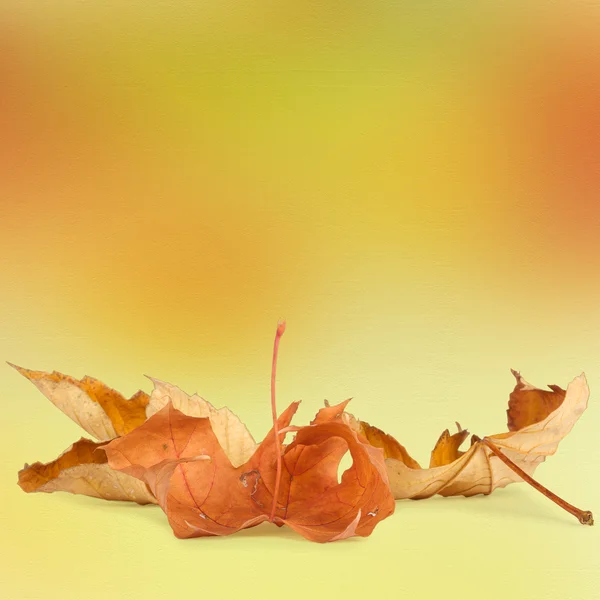 Bright autumn leaves on the abstract background with bokeh — Stock Photo, Image