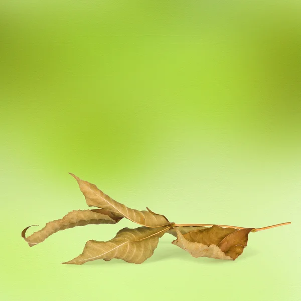 Helle Herbstblätter auf dem abstrakten Hintergrund mit Bokeh — Stockfoto