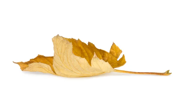 Сухие осенние листья изолированы на белом фоне — стоковое фото