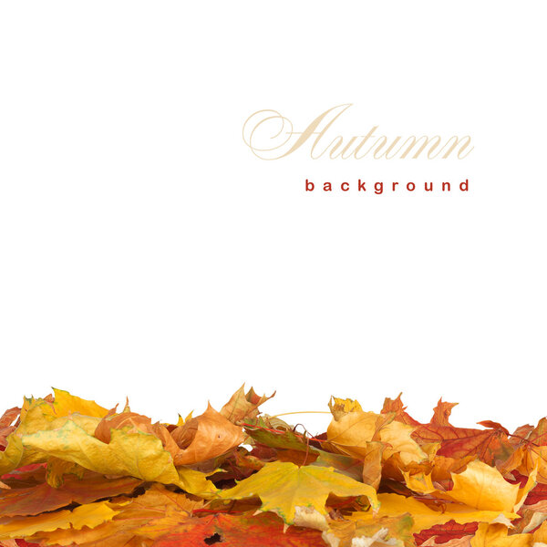 Bright autumn leaves on the abstract background with bokeh