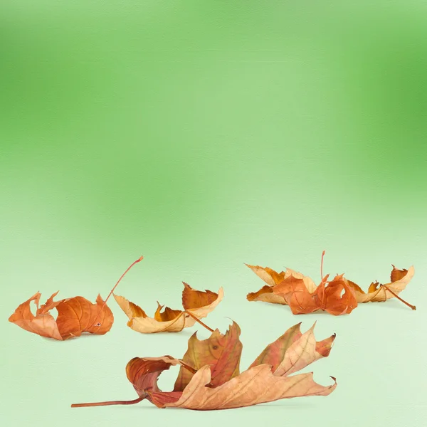 Jasny jesień liście na streszczenie tło bokeh — Zdjęcie stockowe