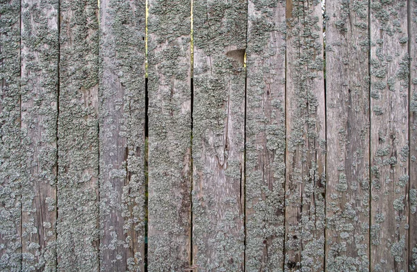 Çit doku — Stok fotoğraf