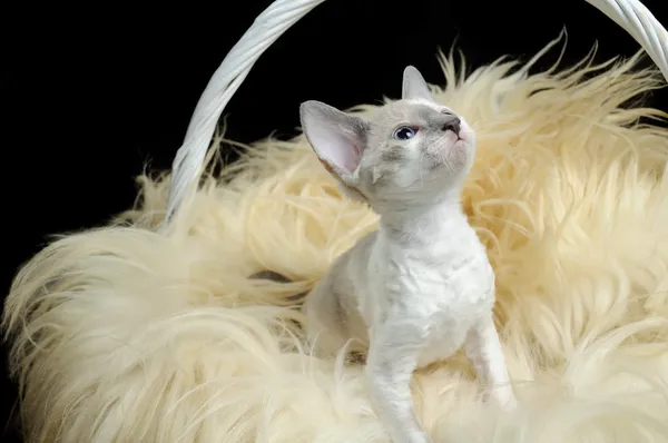 바구니에 귀여운 콘월어 렉스 고양이 — 스톡 사진
