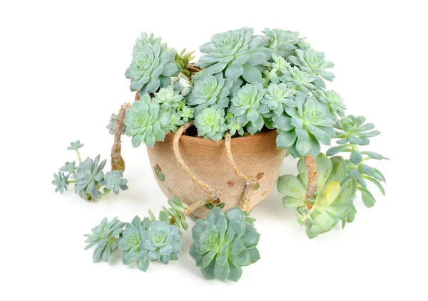 植木鉢にエケベリア線虫 — ストック写真