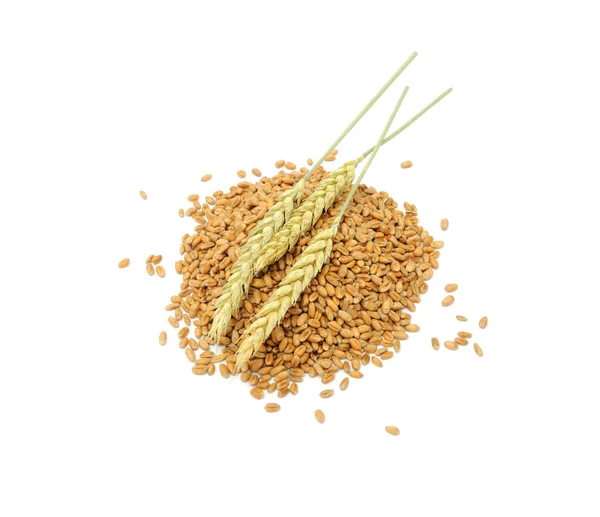 Granos de trigo y espigas — Foto de Stock