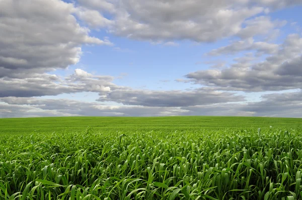 Bellissimo campo verde sotto il cielo blu — Foto Stock