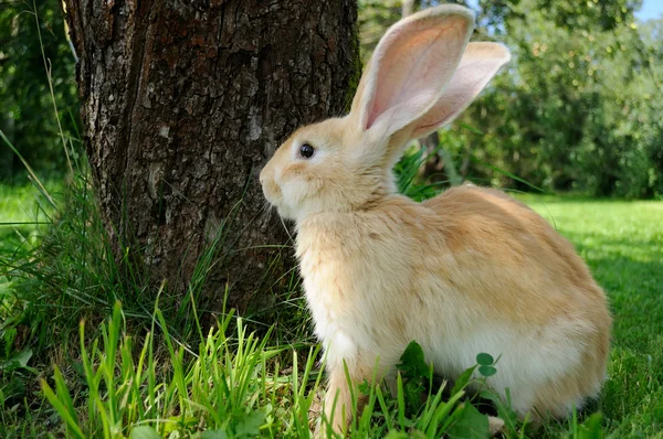 かわいいウサギ — ストック写真