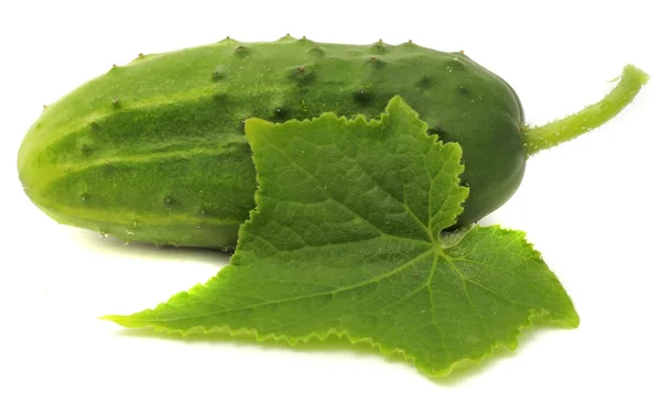 Kirby gurka med grönt blad — Stockfoto