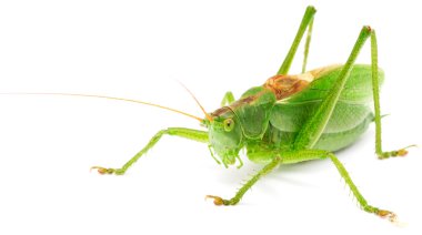 Green Grasshopper clipart