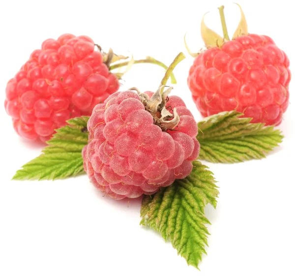 Red Raspberries — Stock Photo, Image
