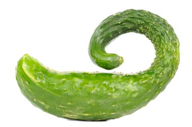 Chinese Cucumber clipart