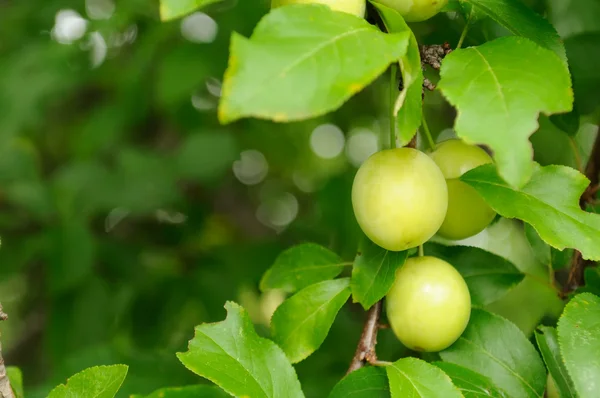 Prugne di ciliegia su ramo — Foto Stock