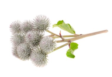 Cluster of Woolly Burdock clipart