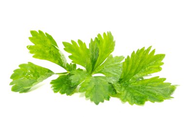 Celery clipart