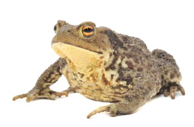 Brown Frog clipart