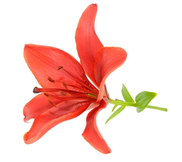 Güzel kırmızı lily — Stok fotoğraf