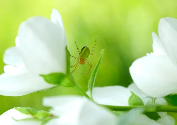 Groene spin op jasmijn bloemen — Stockfoto
