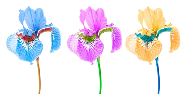 Creative Multicolored Iris Flowers — Stock Photo, Image