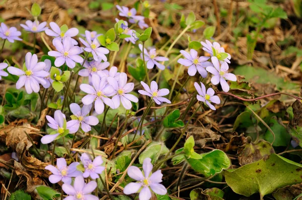 Hepatica Nobilis (Liverleaf) Flowers — Stock Photo, Image