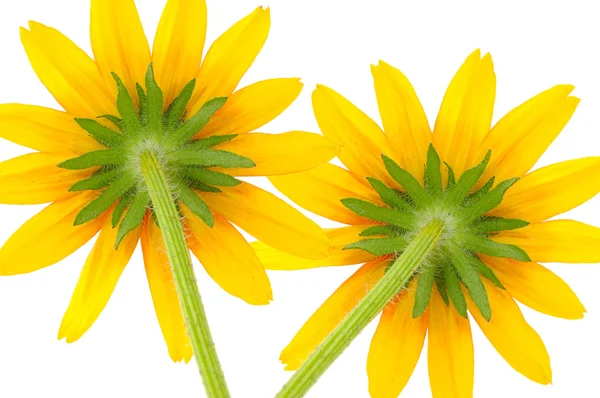 Dos flores amarillas —  Fotos de Stock
