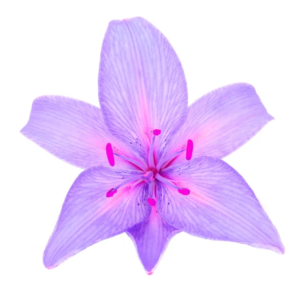 Schöne lila Lilie — Stockfoto
