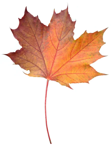 Падший кленовый лист — стоковое фото