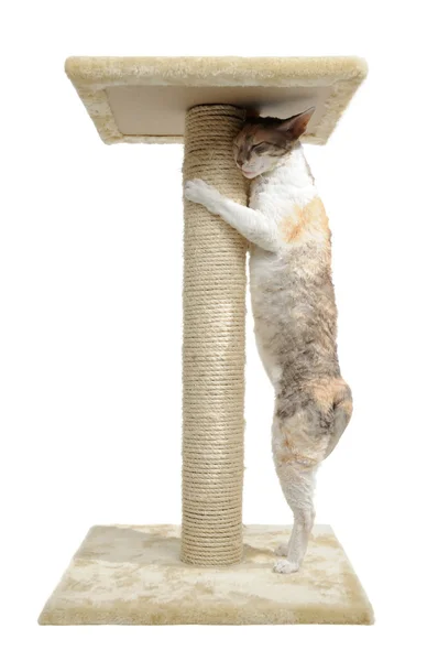 Cornish Rex Cat and Scratching Post — Stock Photo, Image