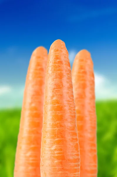 Zanahorias en el fondo de verano — Foto de Stock