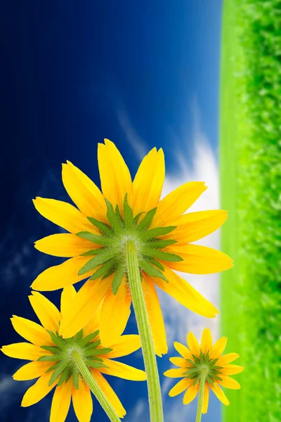 Flores amarillas sobre fondo de verano — Foto de Stock