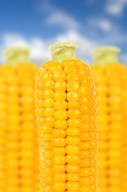 Corn over Blue Sky Background clipart
