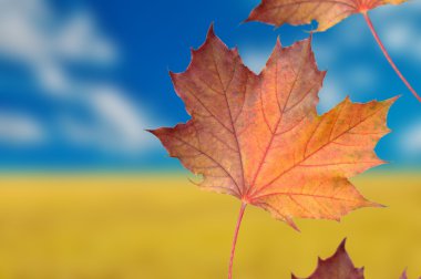 Red Maple Leaves on Autumn Background clipart