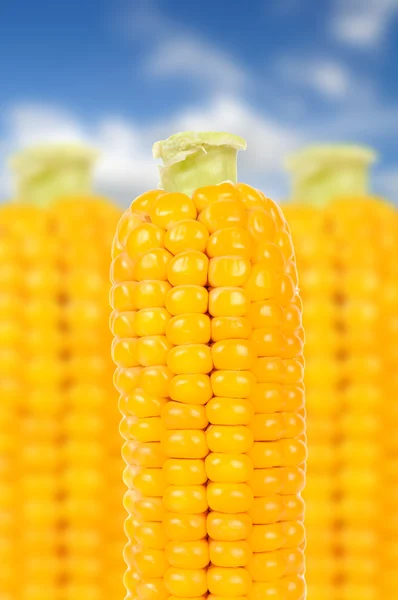 Maïs op blauwe hemelachtergrond — Stockfoto