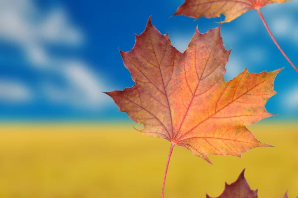 Rode esdoorn bladeren op herfst achtergrond — Stockfoto