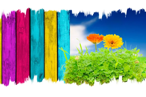Kwiaty nagietka w trawie, Błękitne niebo i wielobarwny drewniany płot — Zdjęcie stockowe
