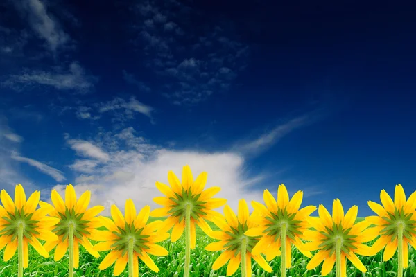 Gele bloemen op zomer achtergrond — Stockfoto