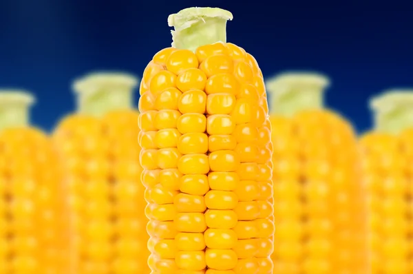 Mais auf den Kolben — Stockfoto