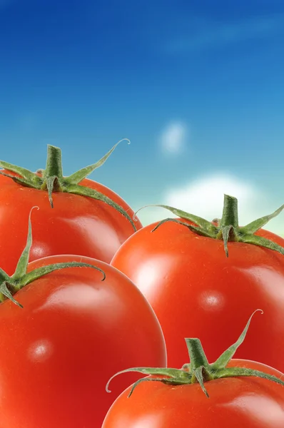 Tomater på blå himmel bakgrund — Stockfoto