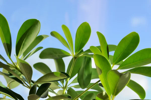 Folhas verdes no fundo céu azul — Fotografia de Stock