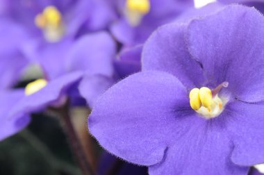 Purple Violet Flowers Close-up clipart