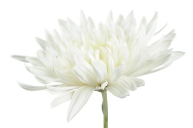 Beautiful White Chrysanthemum Flower clipart